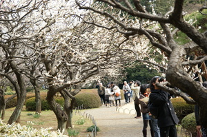 新宿御苑201103 白梅3