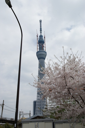 201104 スカイツリー桜