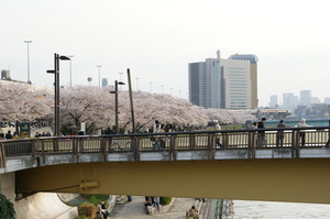 201104 隅田川桜